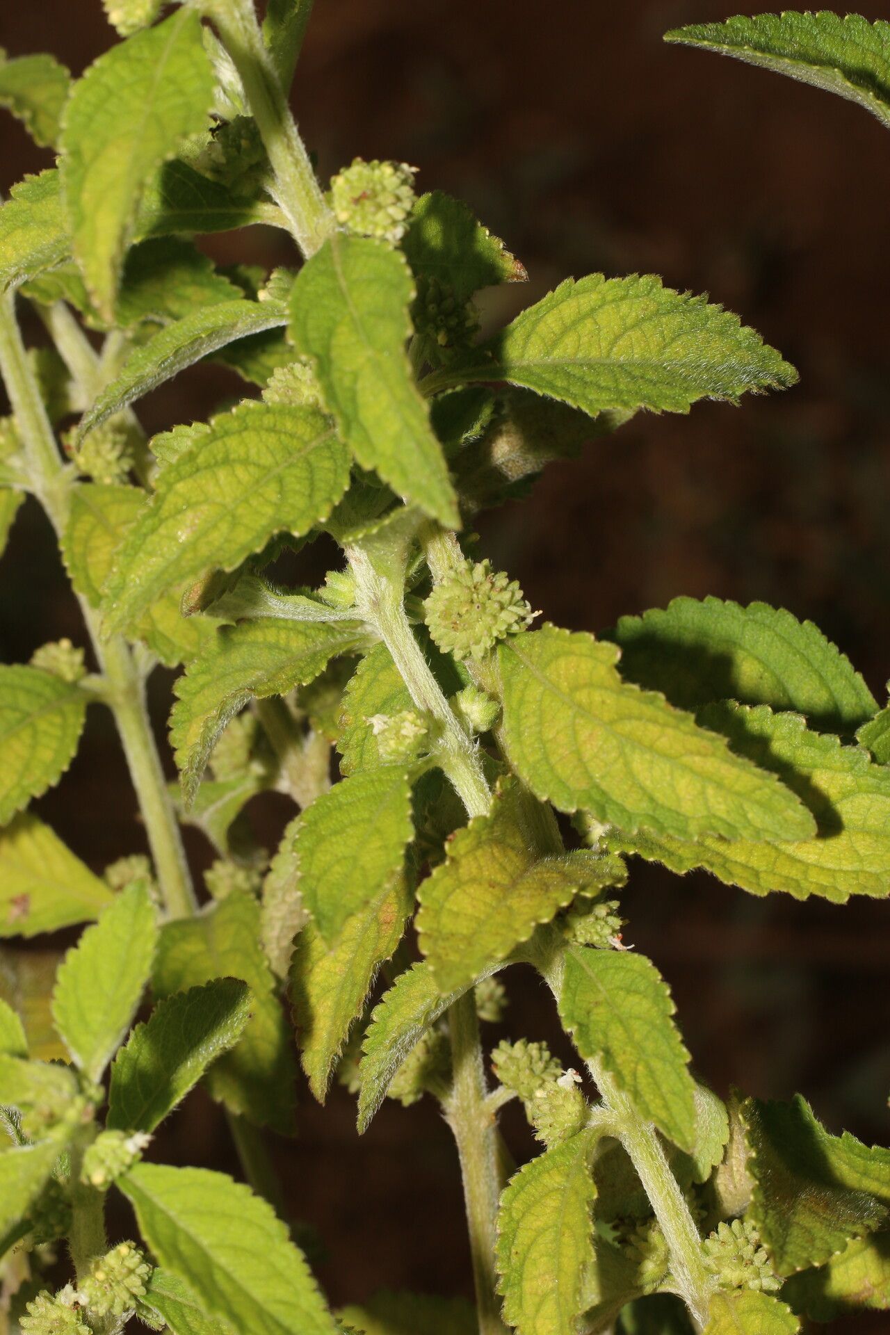 Hyptis obtusiflora habit