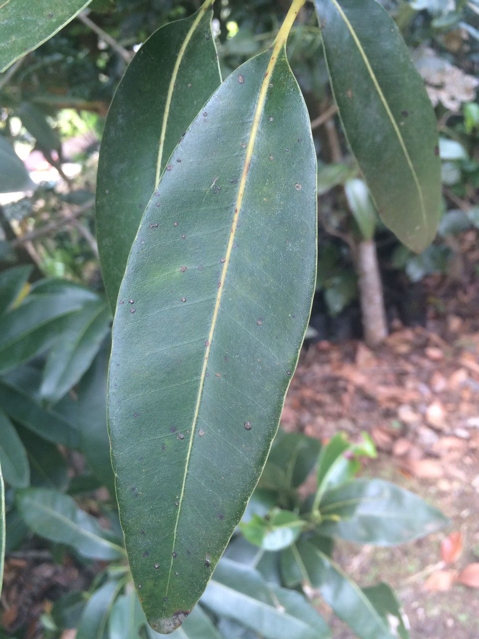 Sideroxylon cinereum leaf