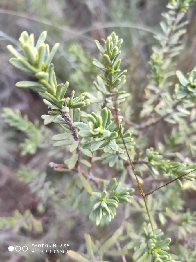 Thymelaea tinctoria leaf