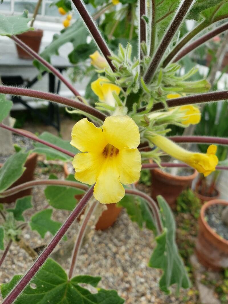 Uncarina roeoesliana flower