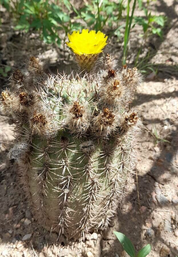 Echinopsis thionantha habit