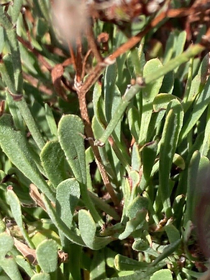 Limonium pectinatum leaf