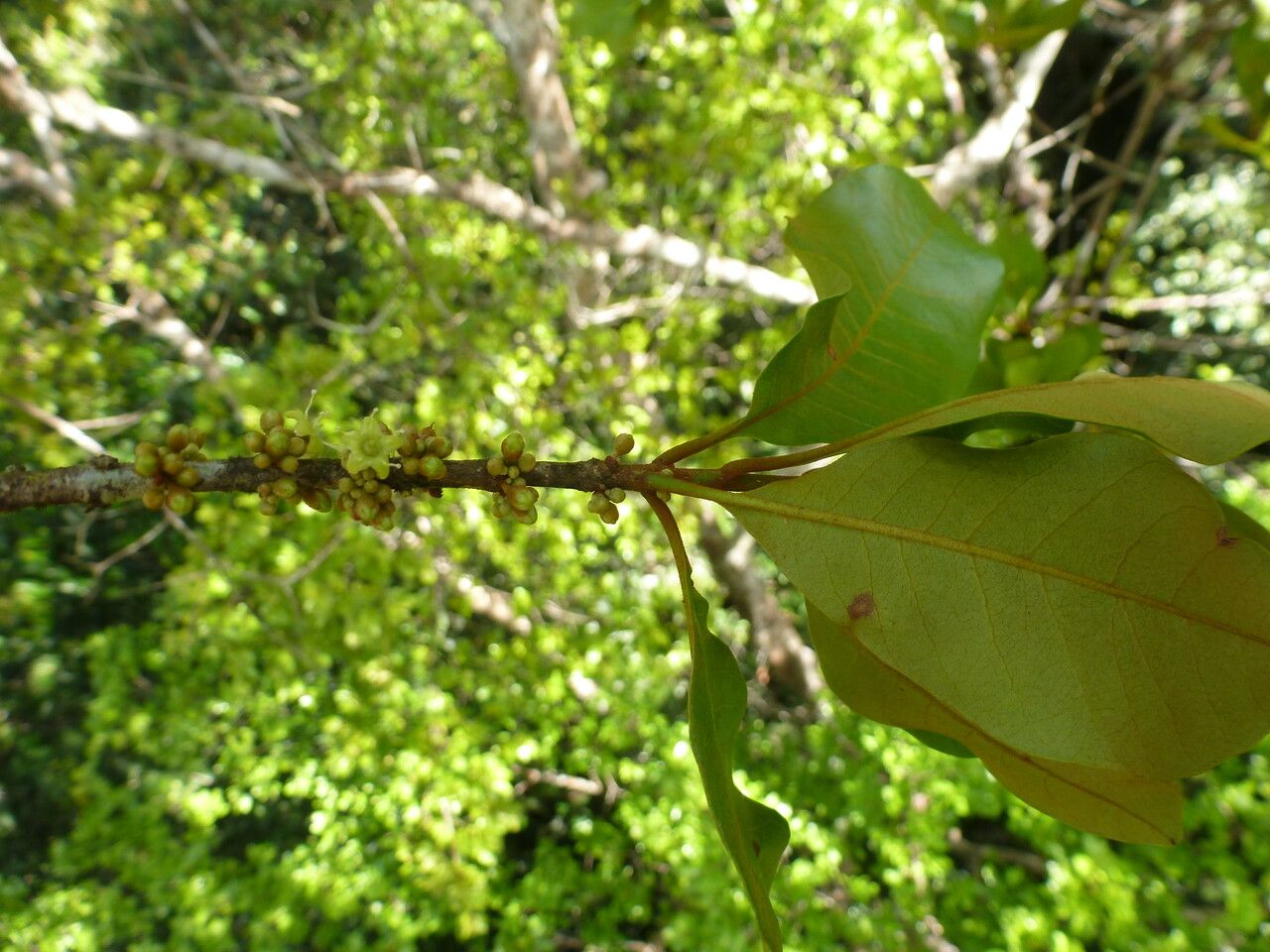 Pradosia cochlearia — houseplant care guide