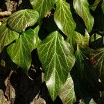 Hedera helix