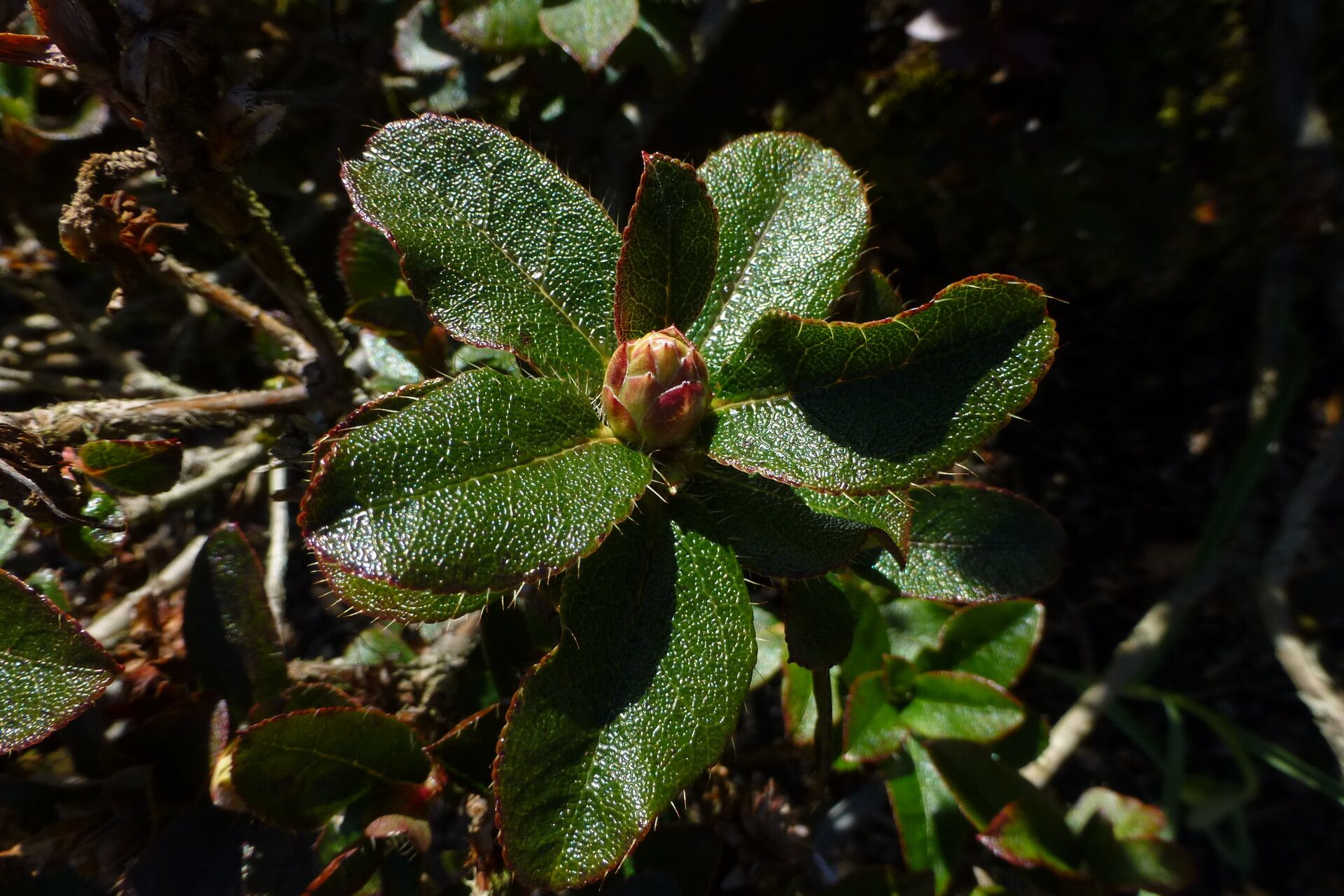Rhododendron fletcherianum leaf