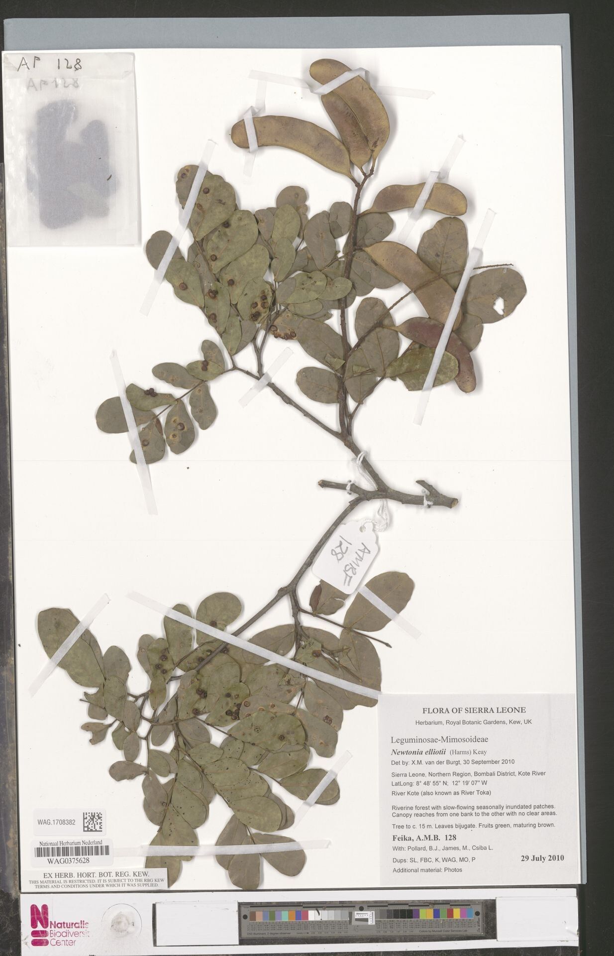 Newtonia elliotii — houseplant care guide