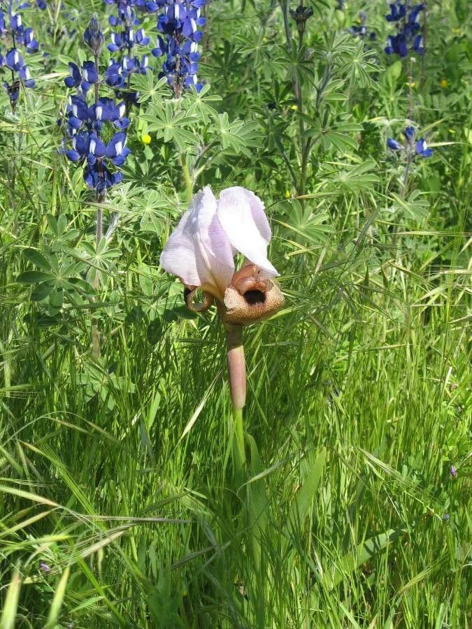 Iris lortetii — search result for 'Israel'