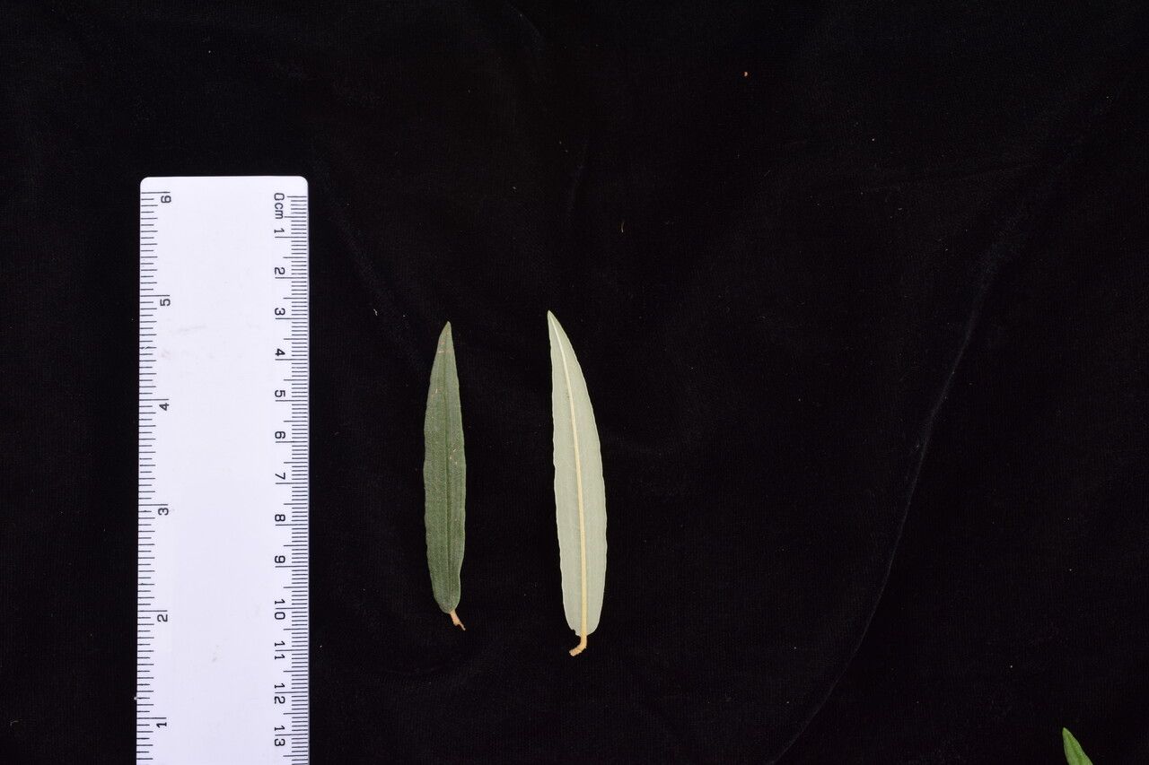 Hippophae salicifolia other