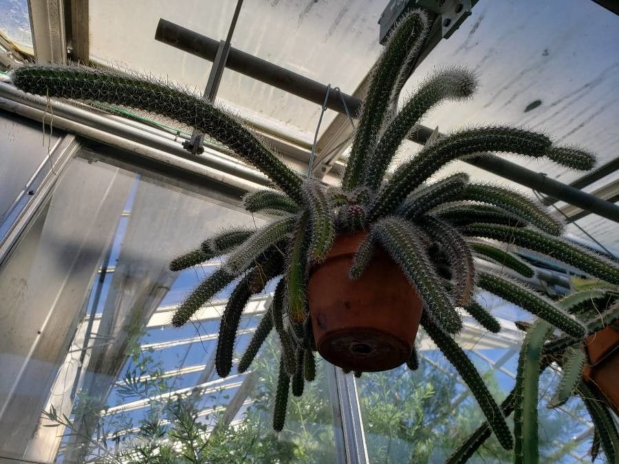 Selenicereus validus habit