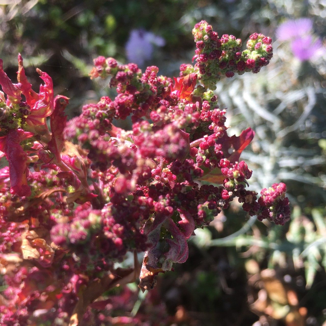 Oxybasis chenopodioides fruit