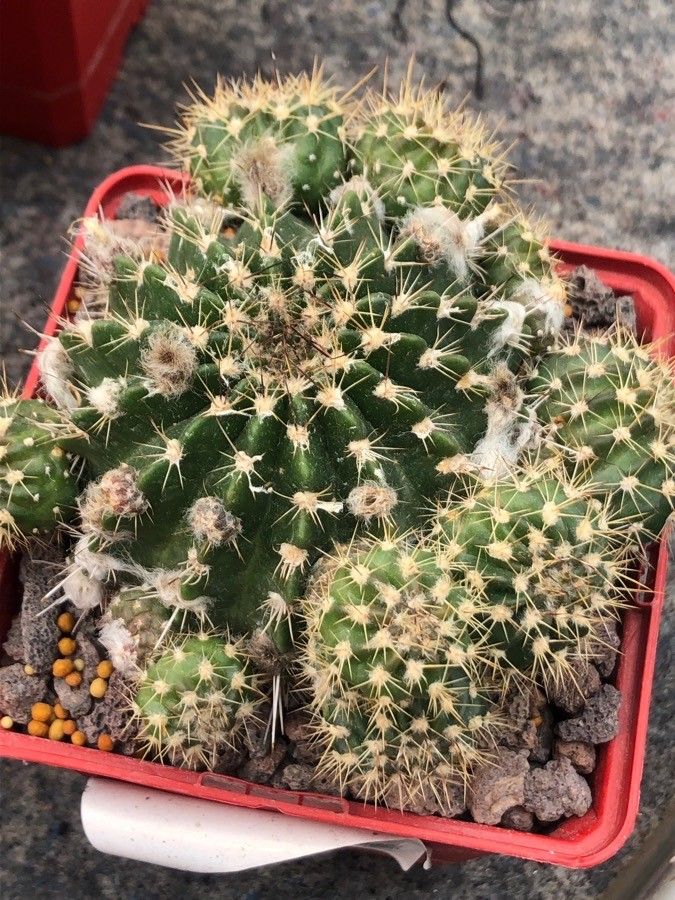 Echinopsis obrepanda — search result for 'Echinopsis'