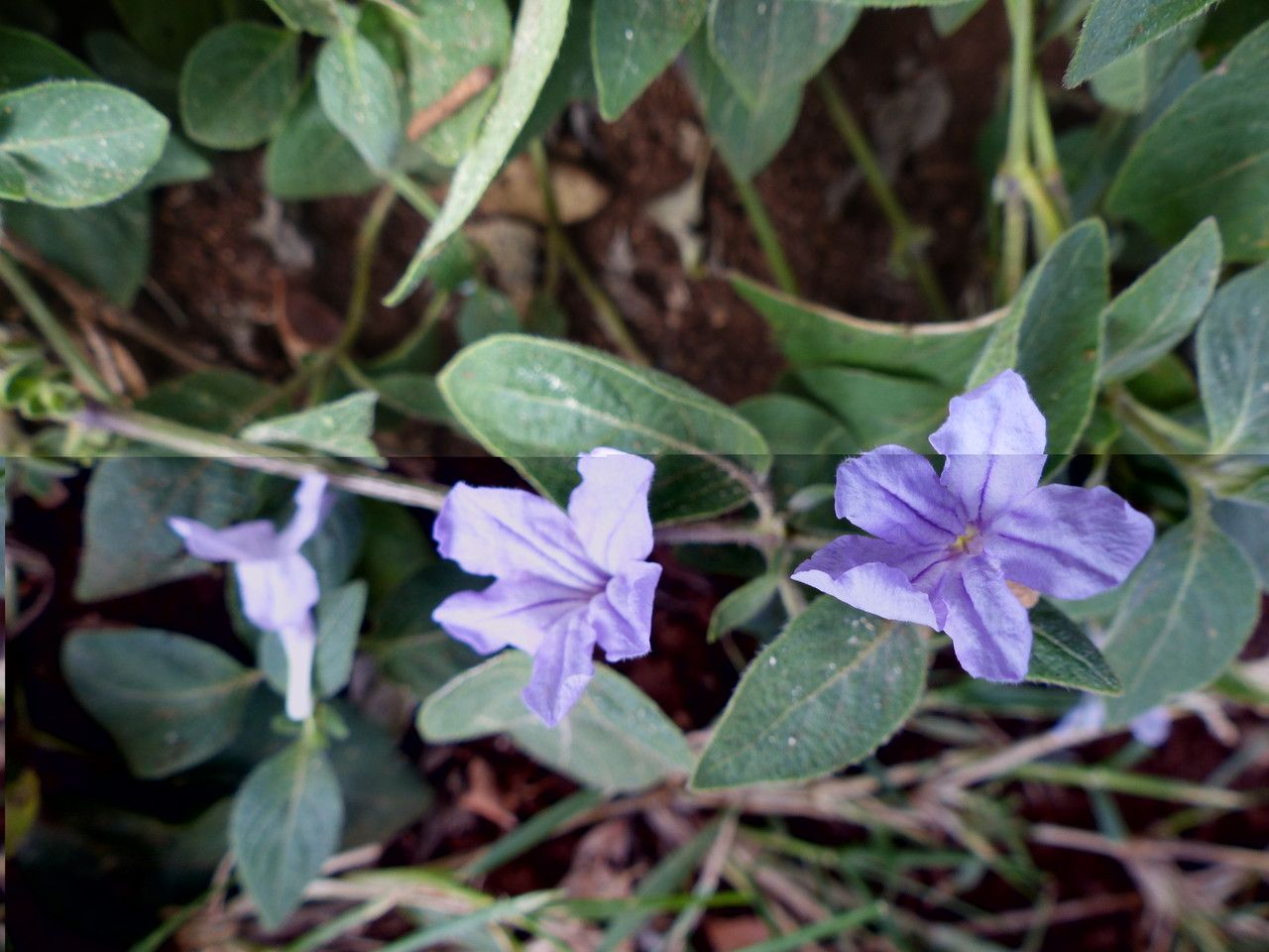 Ruellia prostrata habit