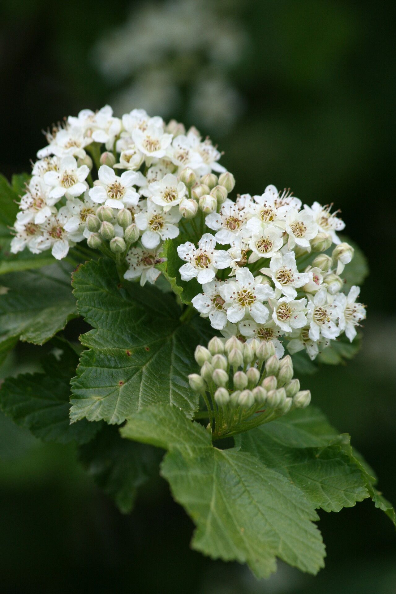Physocarpus monogynus