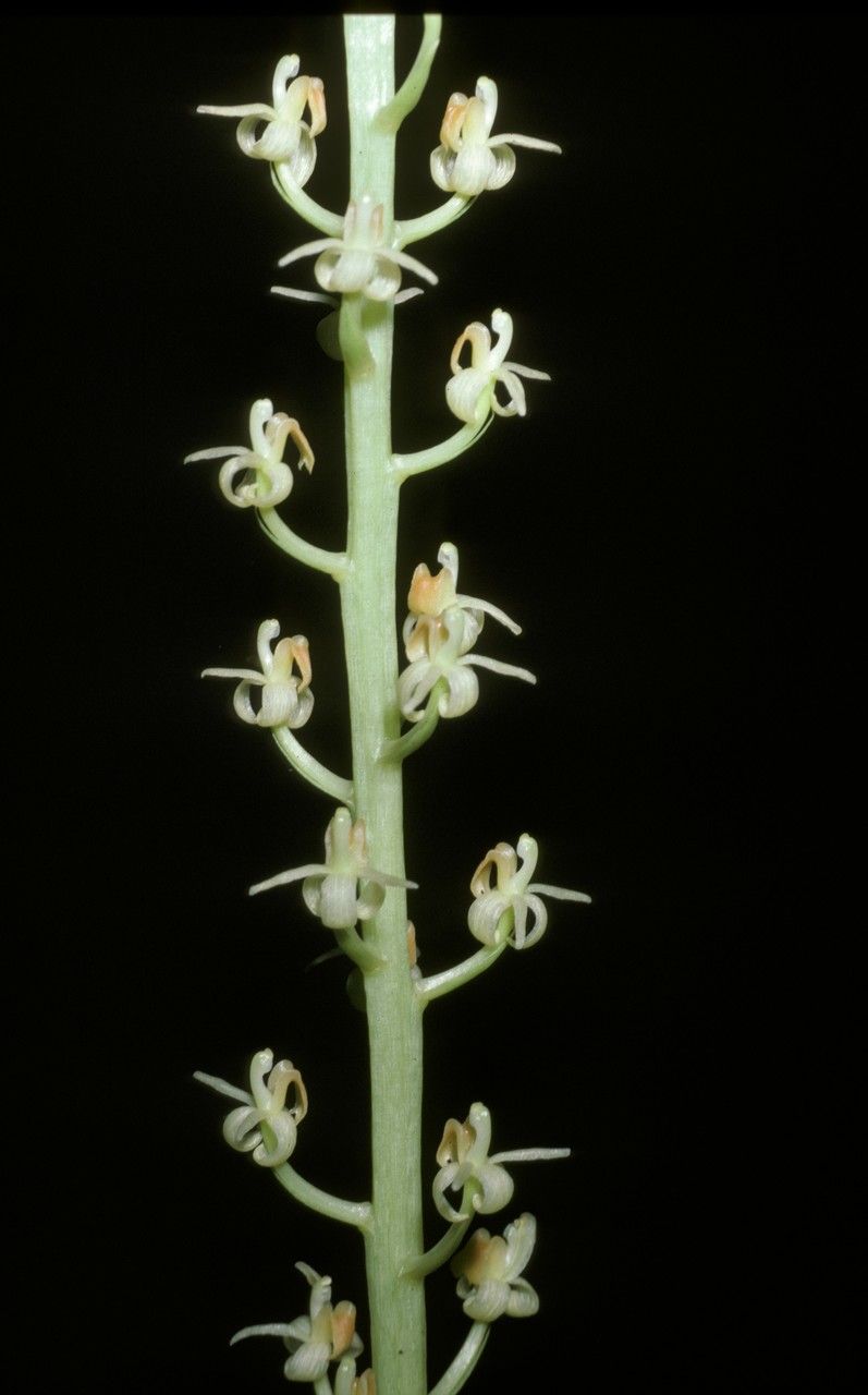 Liparis elegans flower