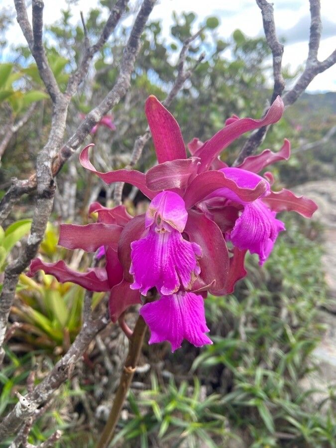Cattleya bicolor flower