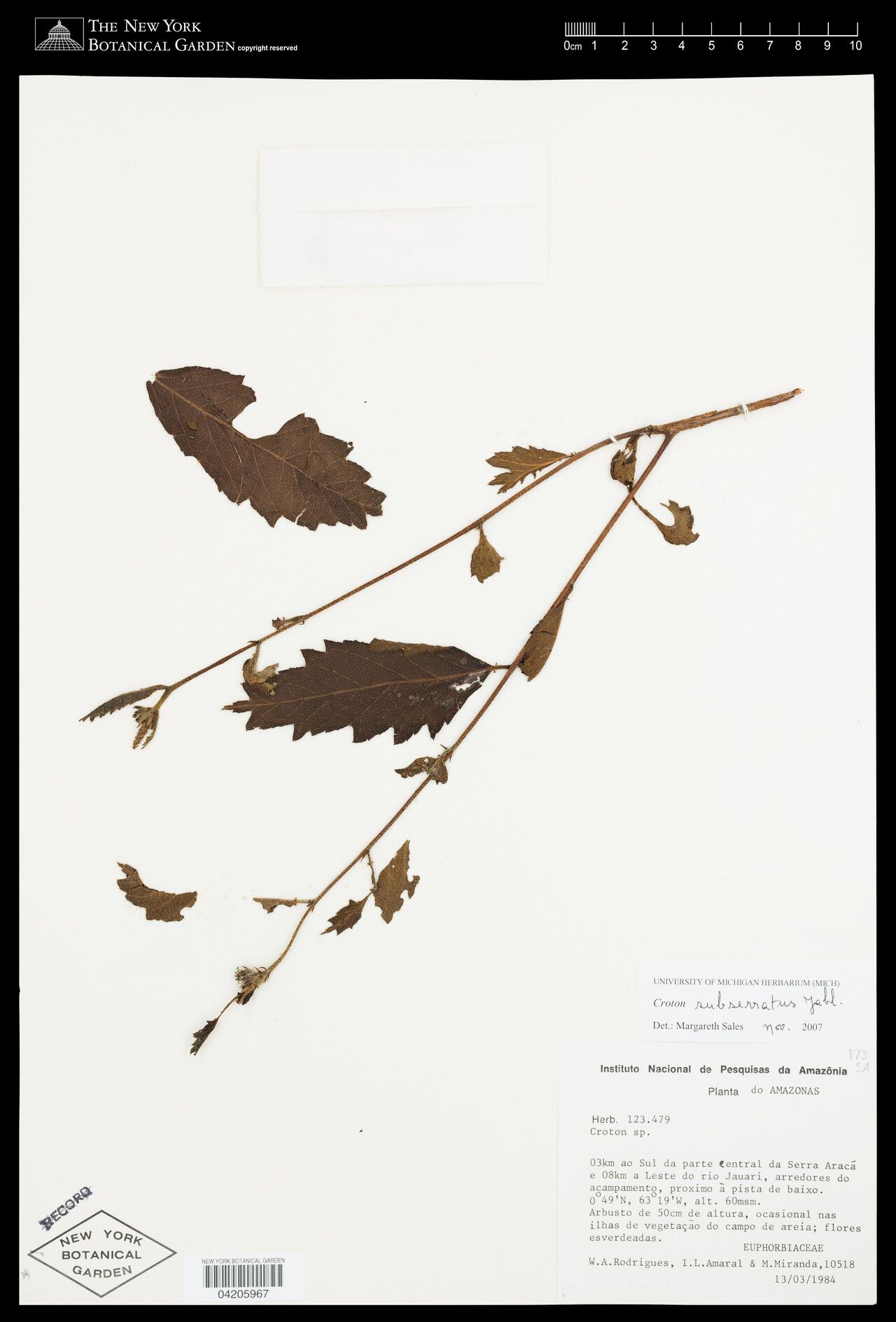 Croton krukoffianus — houseplant care guide