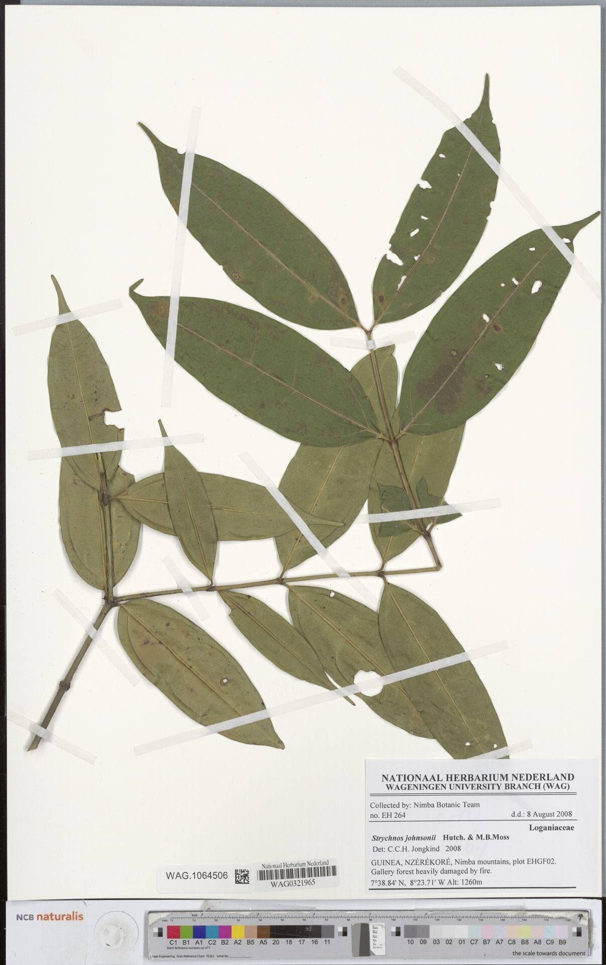 Strychnos johnsonii — houseplant care guide