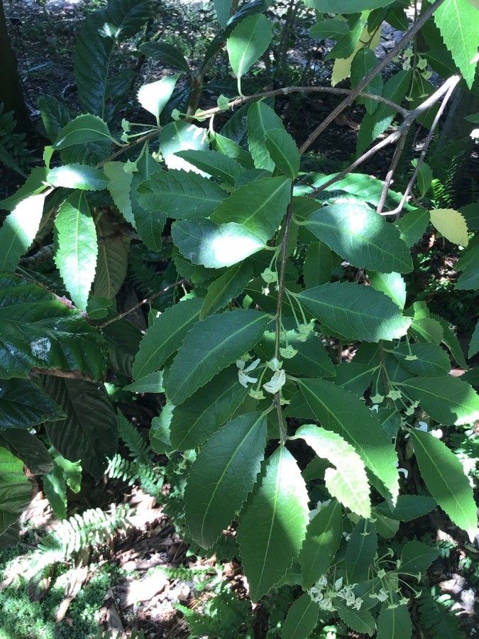 Hoheria sexstylosa — search result for 'Malvaceae'