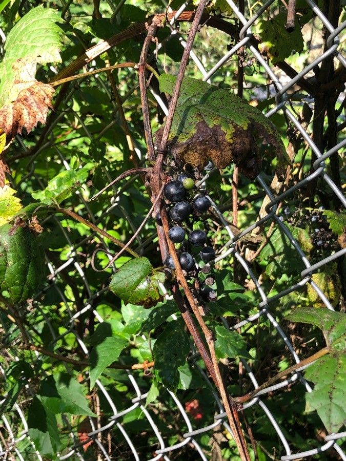 Vitis mustangensis fruit