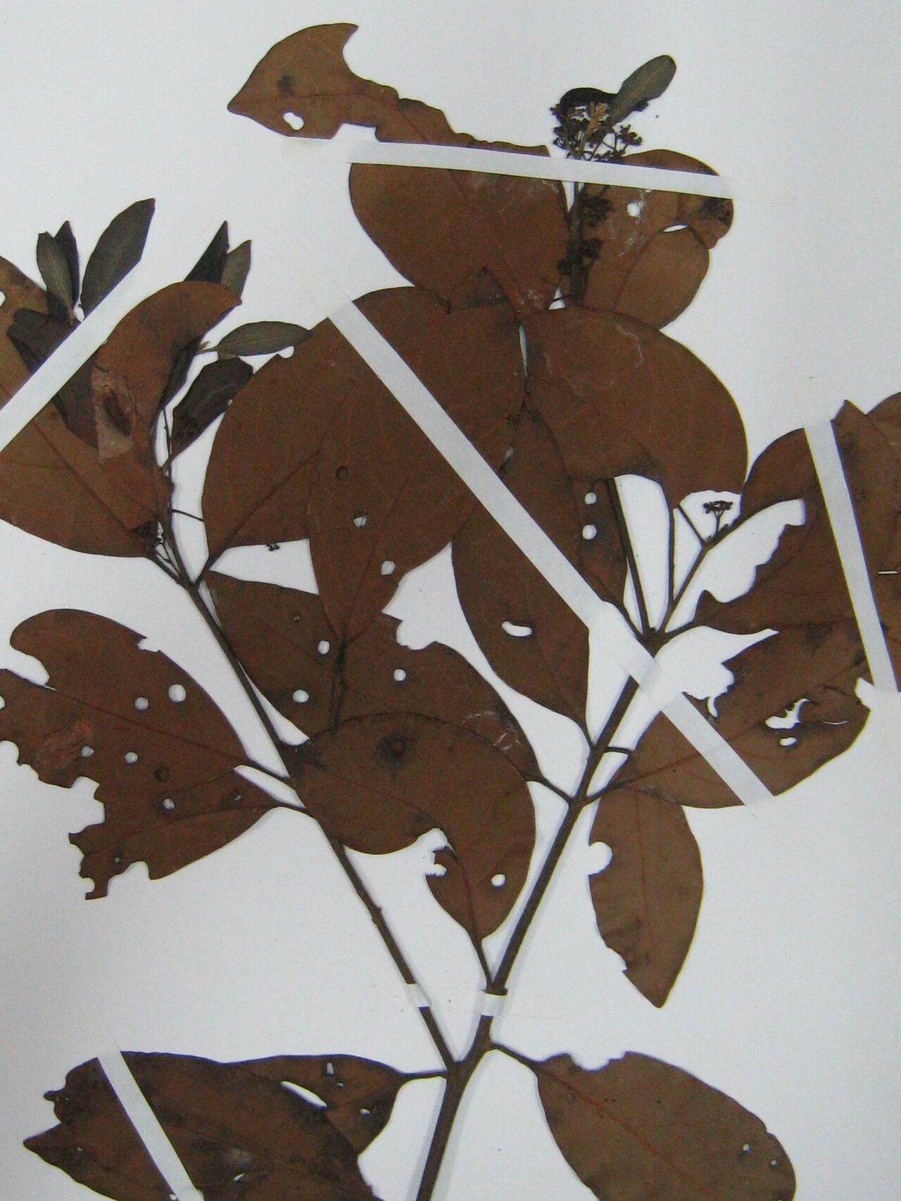 Beilschmiedia hexanthera other