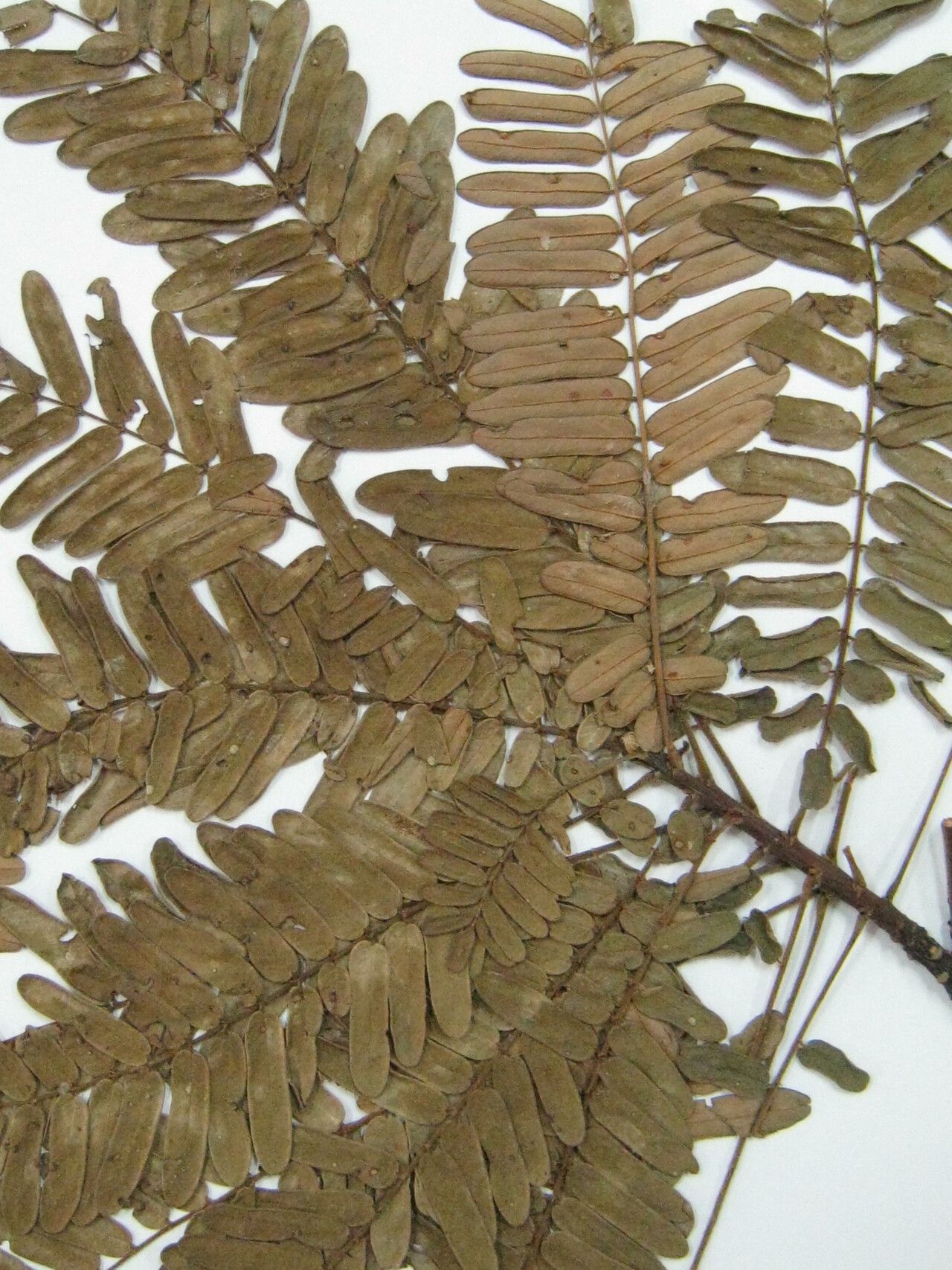 Hymenolobium excelsum other