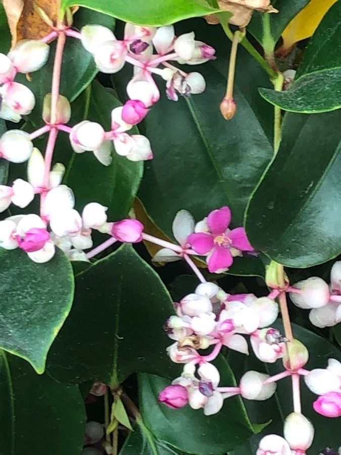 Medinilla mindorensis flower