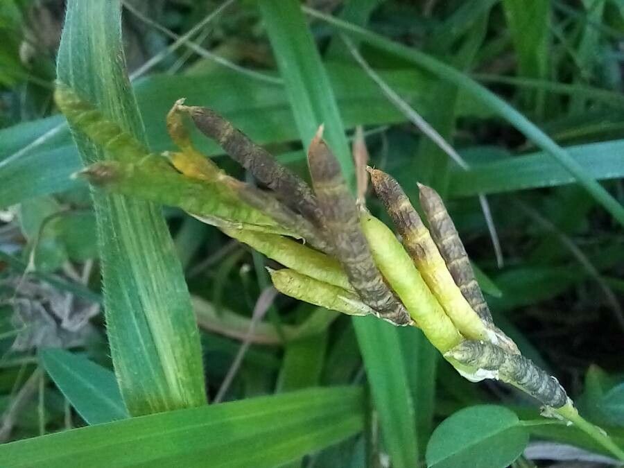 Alysicarpus vaginalis fruit