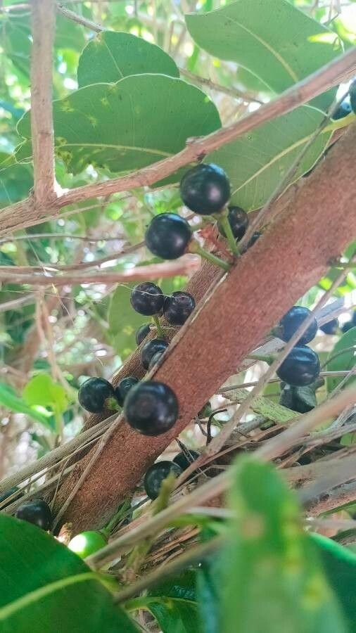 Sideroxylon inerme flower