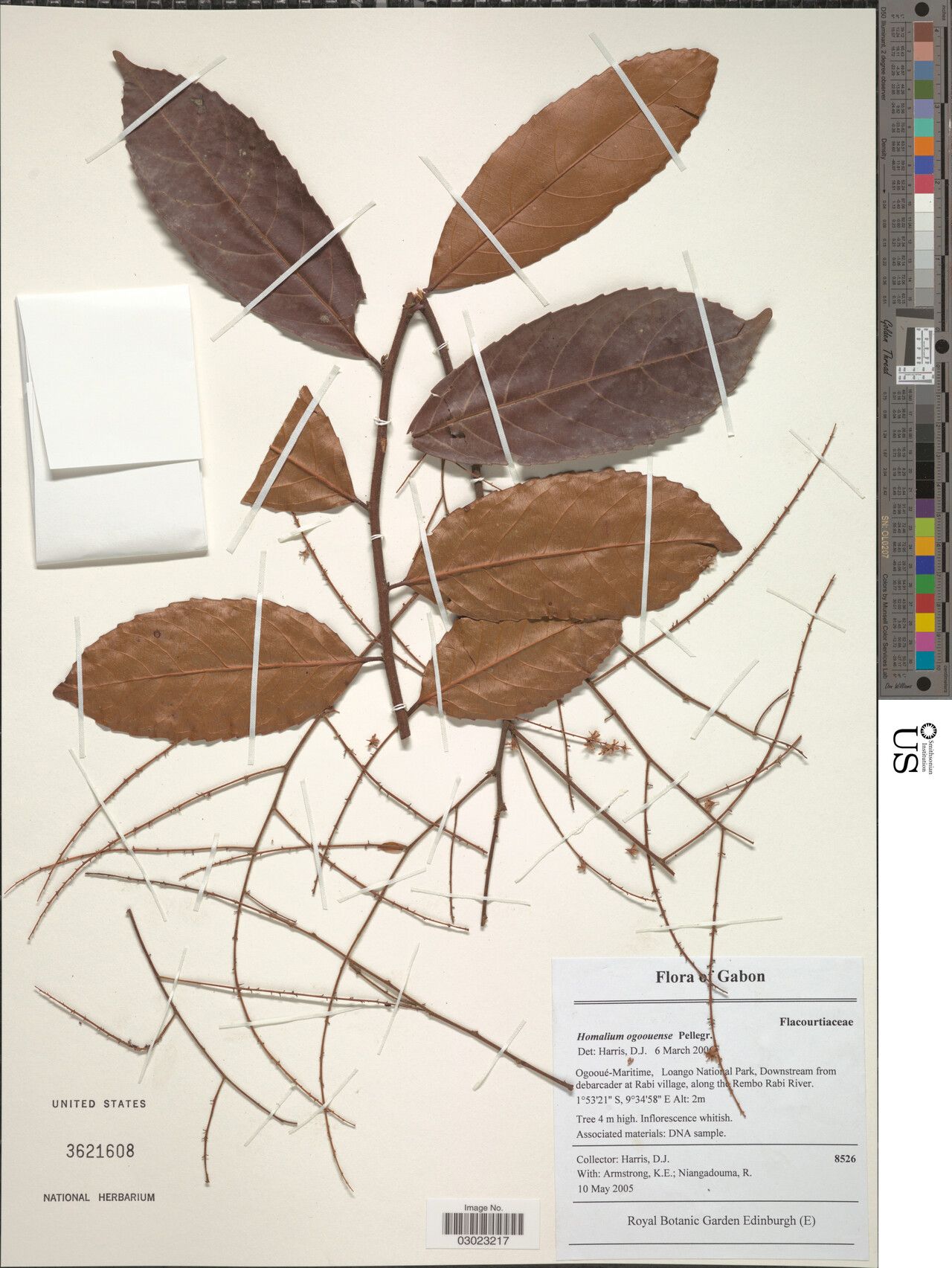 Homalium ogoouense — houseplant care guide