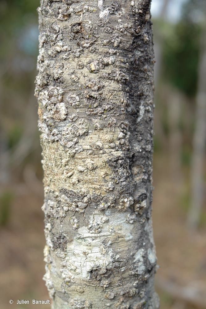 Xylosma grossecrenatum bark