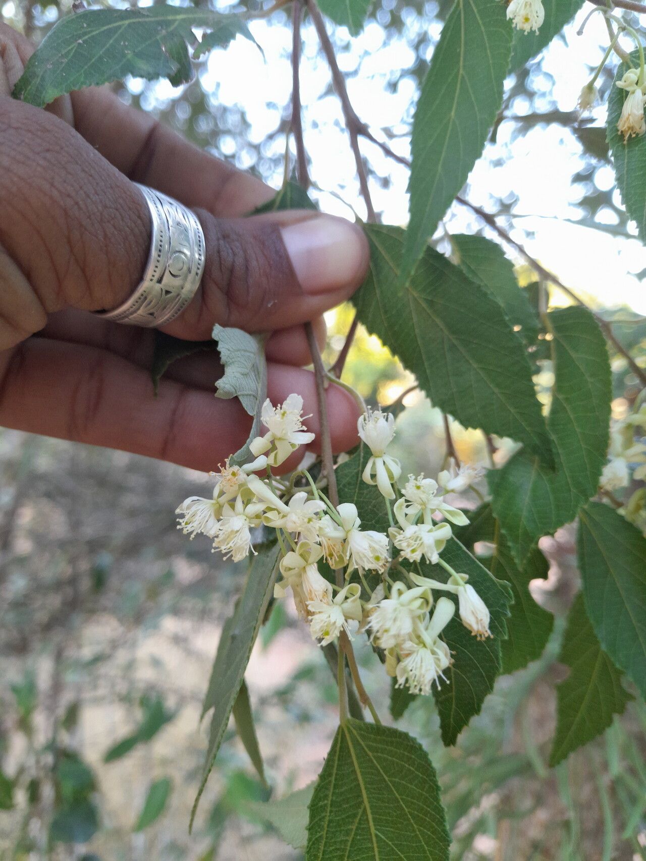 Grewia andramparo — related species from the same genus