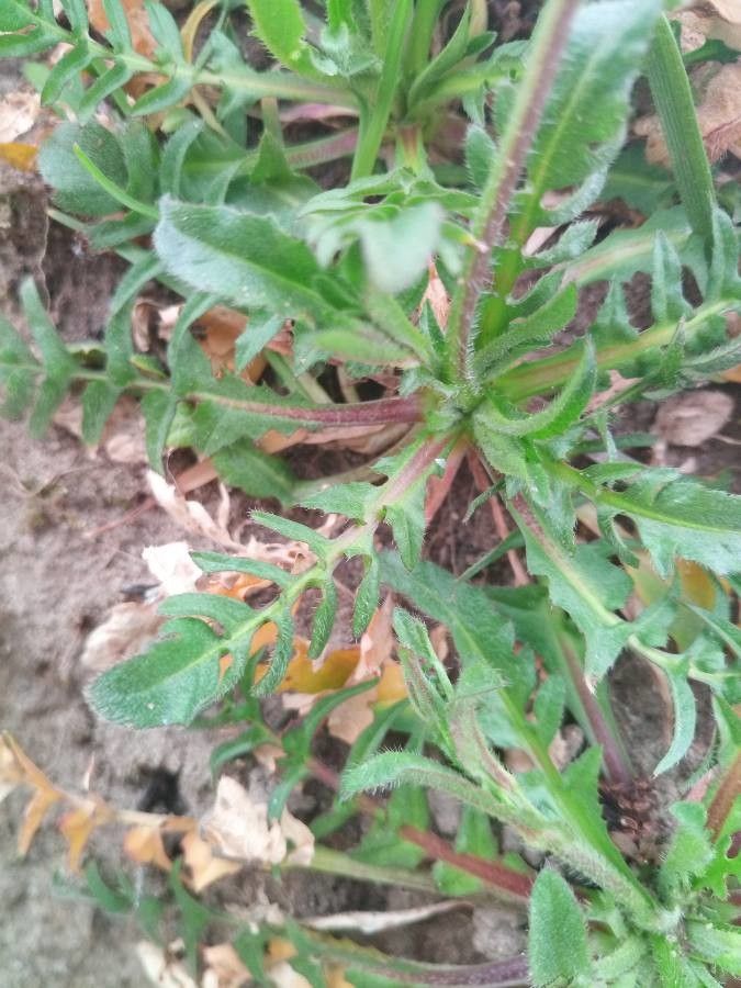 Capsella rubella leaf