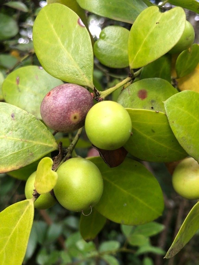 Acokanthera schimperi fruit