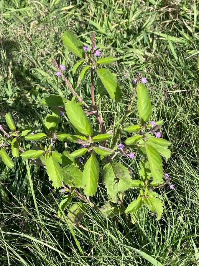 Bouchea prismatica leaf