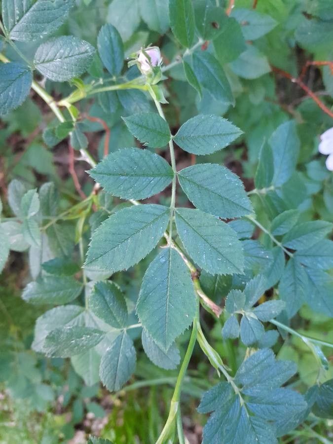 Rosa dumalis leaf