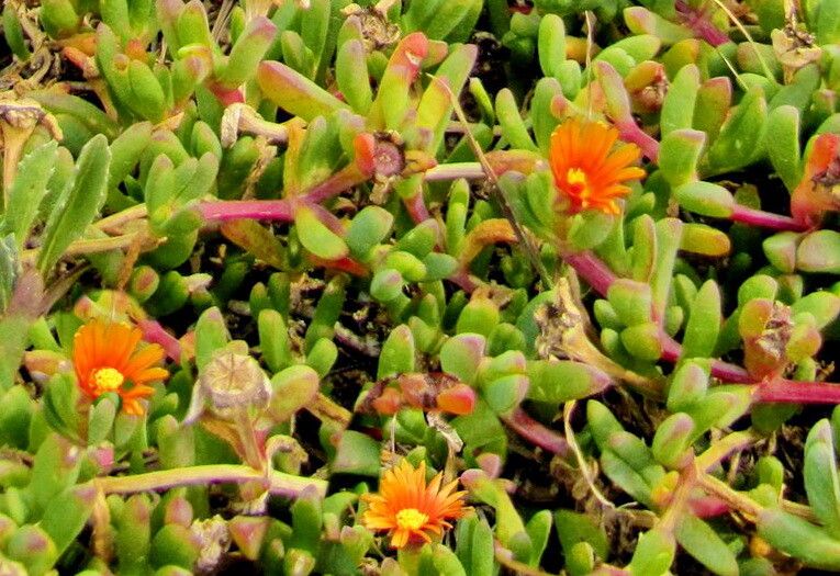 Malephora uitenhagensis — search result for 'Malephora'