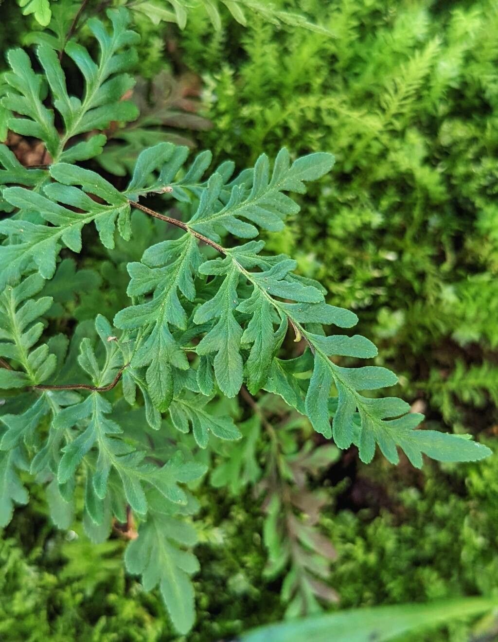 Hemionitis intramarginalis leaf