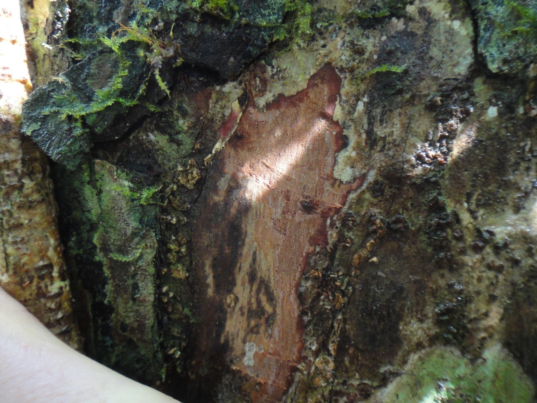 Canarium trifoliolatum bark