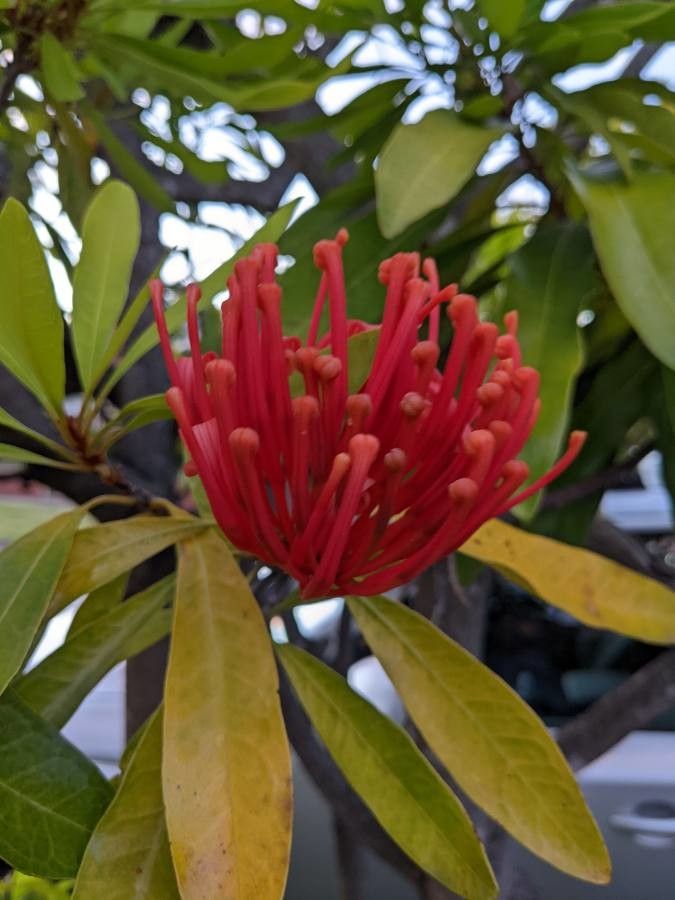 Alloxylon flammeum flower