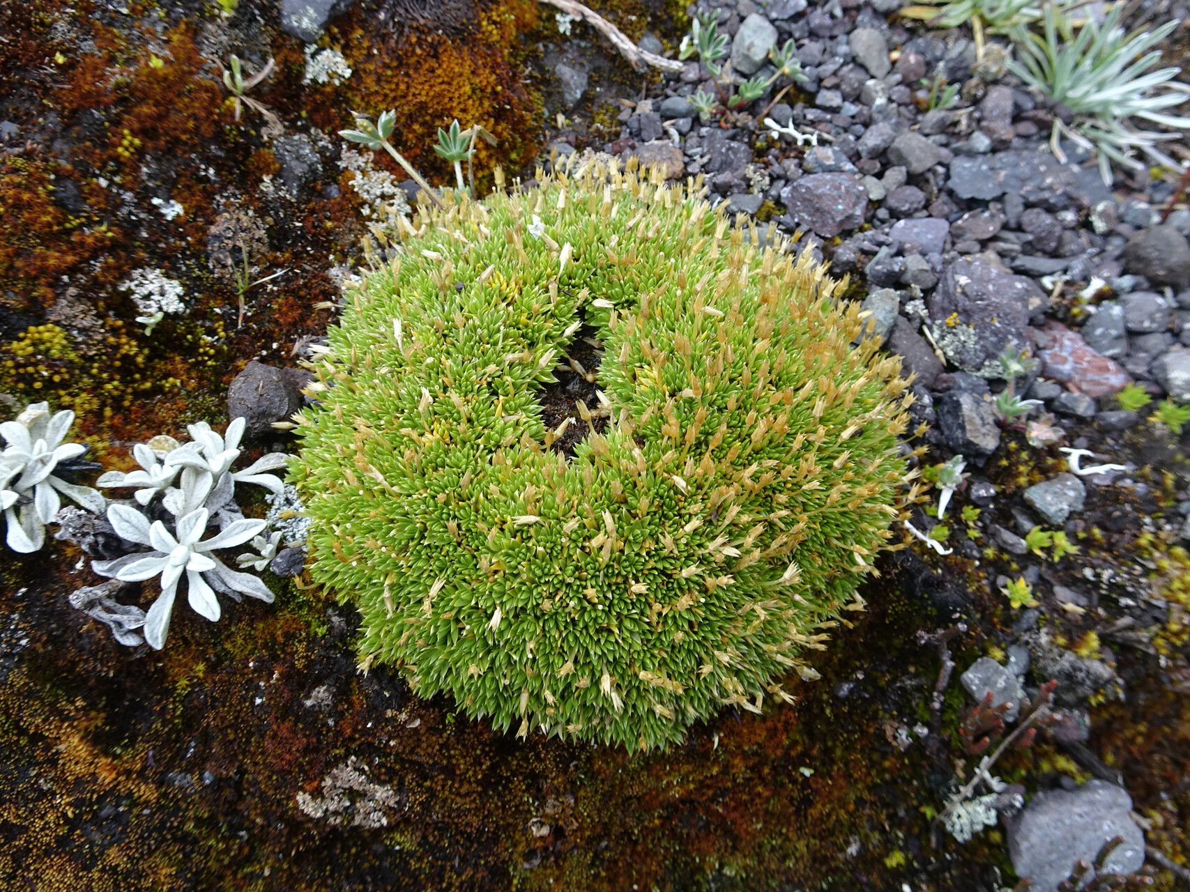 Arenaria nitida habit