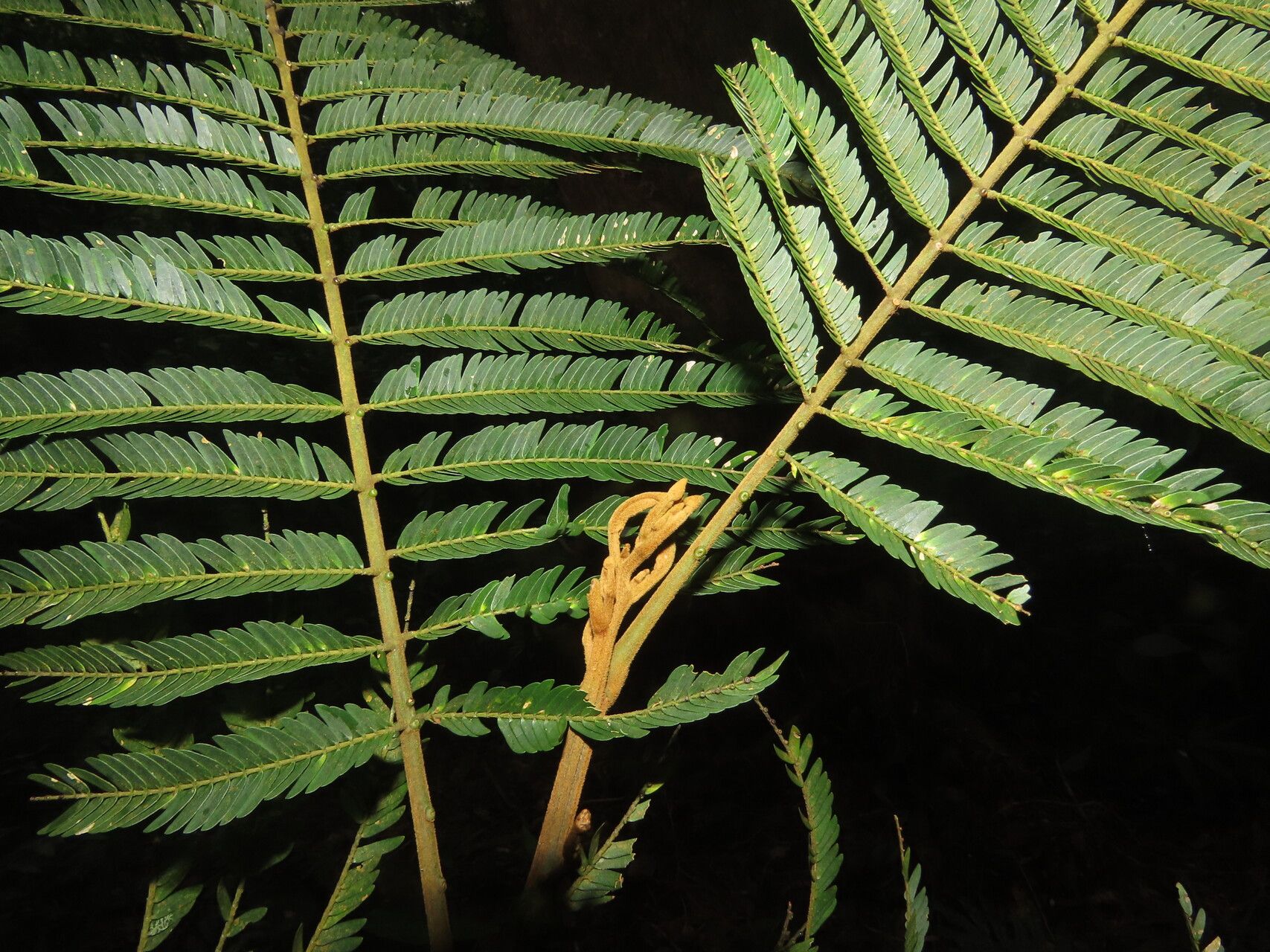 Abarema idiopoda leaf