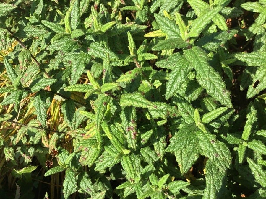 Cistus halimifolius leaf