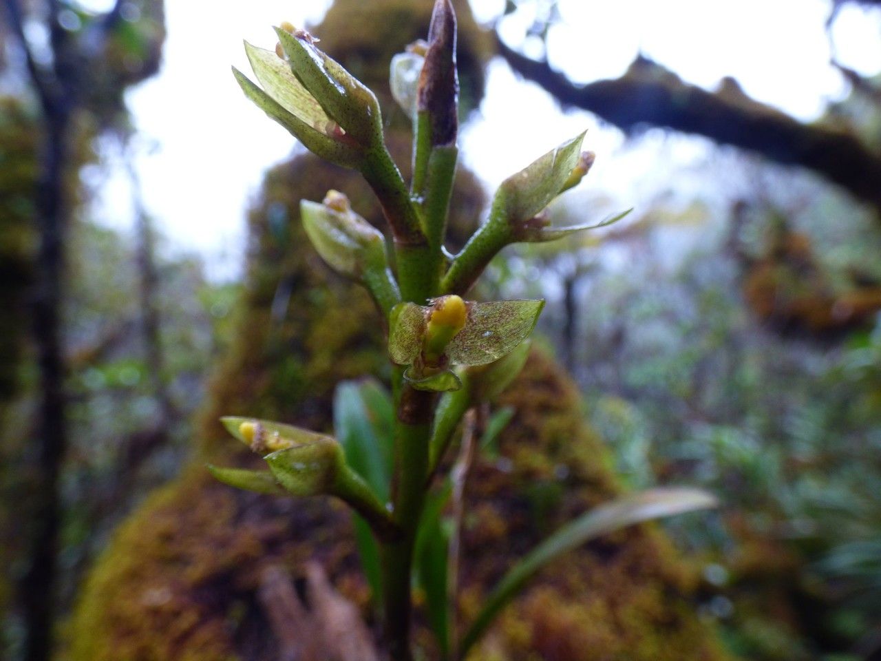 Bulbophyllum cylindrocarpum flower