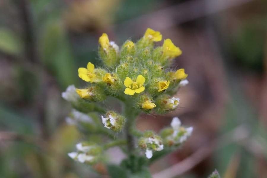Alyssum hirsutum flower