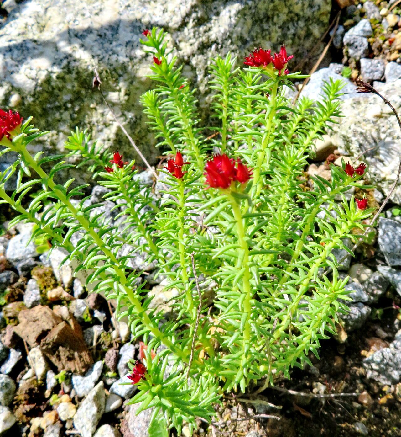 Rhodiola fastigiata habit