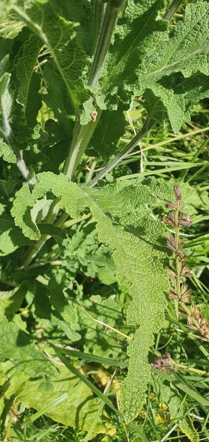 Salvia nilotica leaf