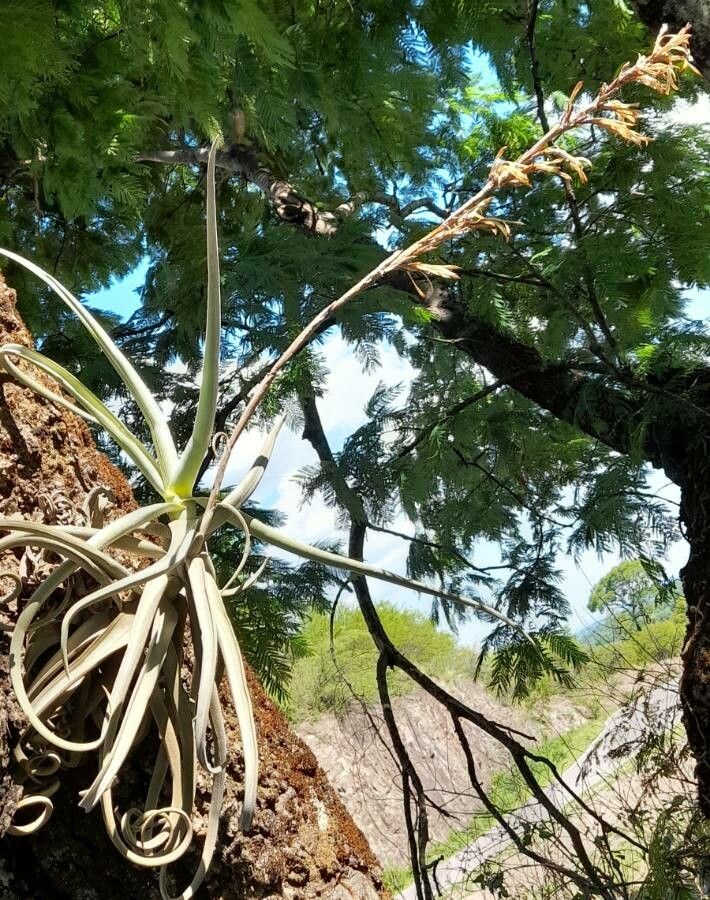 Tillandsia duratii habit