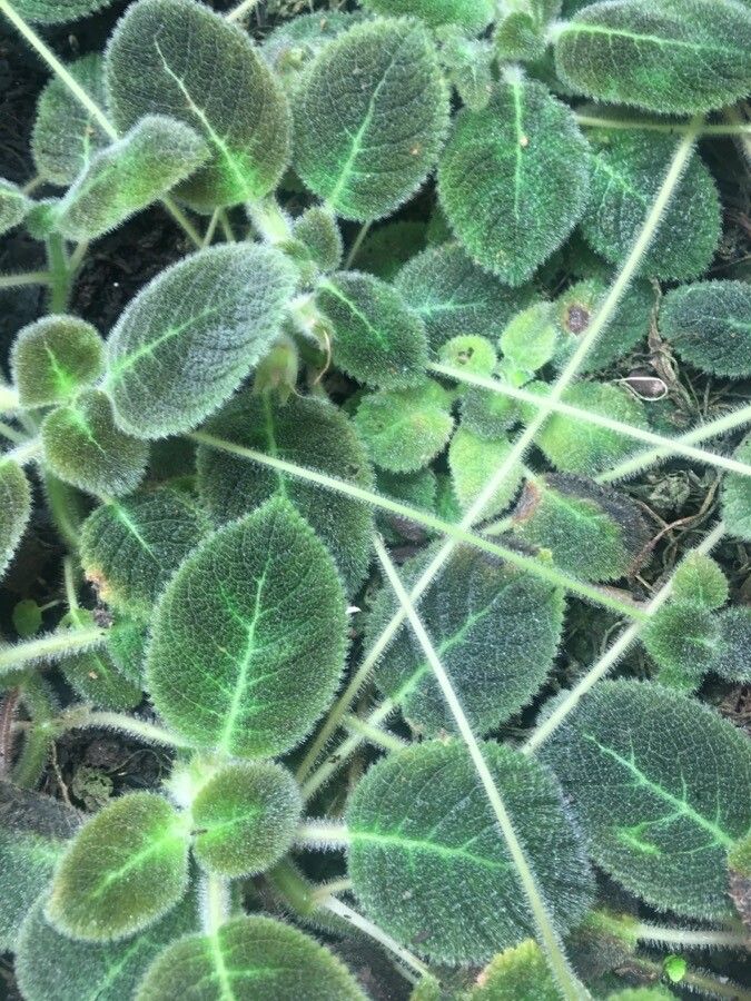 Episcia fimbriata — related species from the same genus