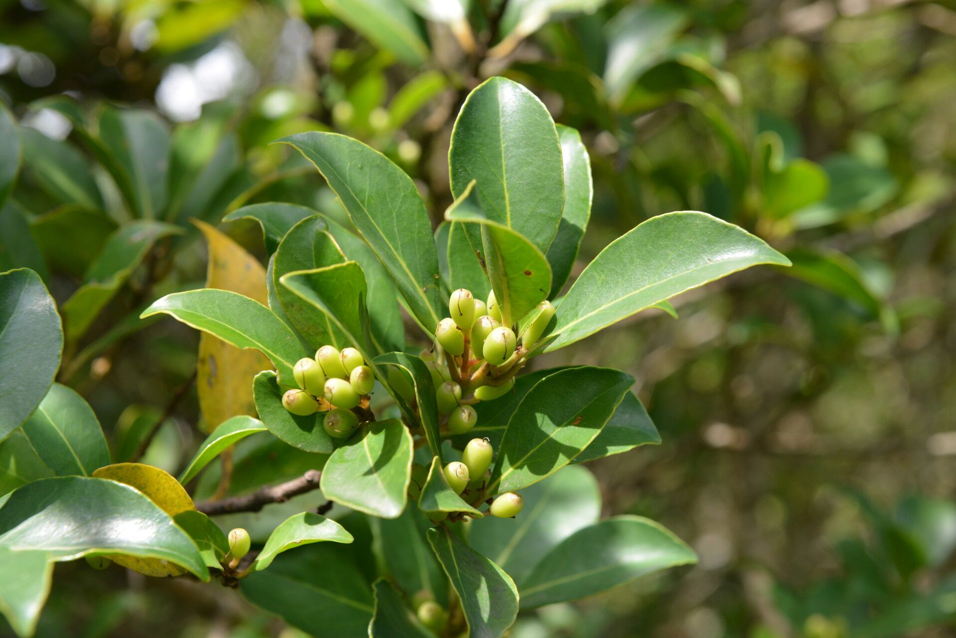 Symplocos costaricana habit