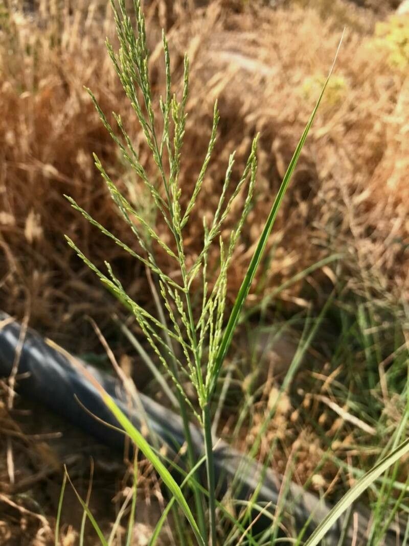 Leptochloa fusca flower